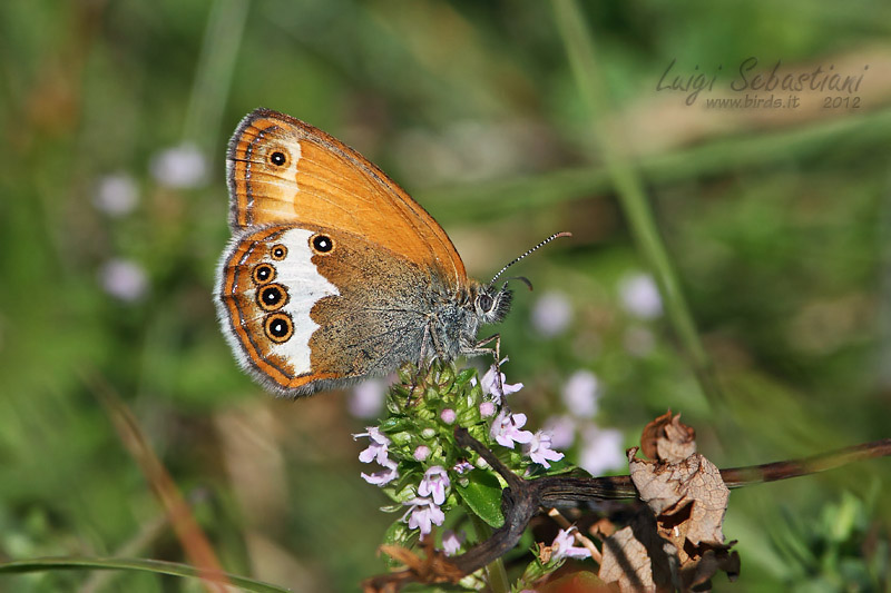 Coenonympha arcania